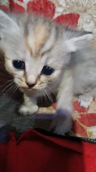 Срочно!!!котята ищут любящую добрую семью. Очень Срочно!!!