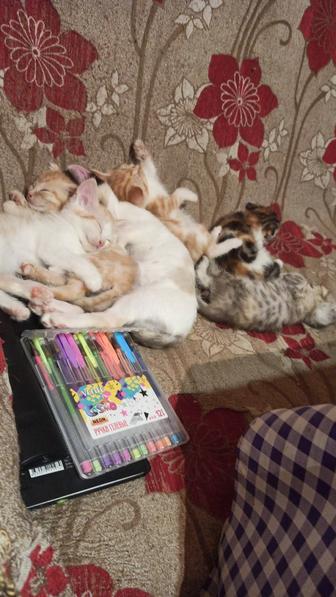 Срочно!!!котята ищут любящую добрую семью. Очень Срочно!!!