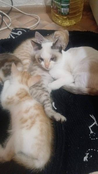 Срочно!!!котята ищут любящую добрую семью. Очень Срочно!!!