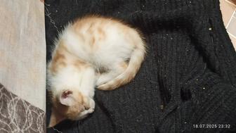 Срочно!!!котята ищут любящую добрую семью. Очень Срочно!!!