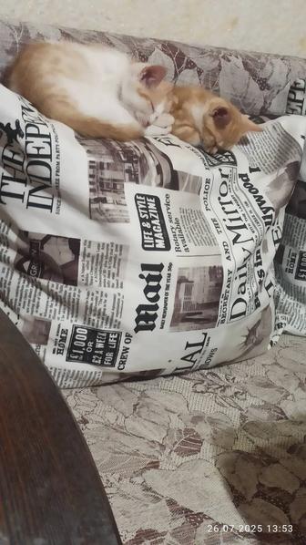 Срочно!!!котята ищут любящую добрую семью. Очень Срочно!!!