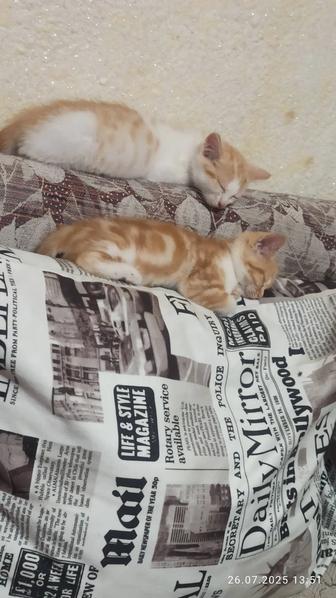 Срочно!!!котята ищут любящую добрую семью. Очень Срочно!!!