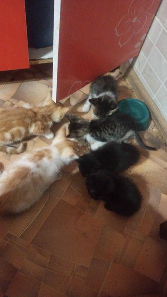 Срочно!!!котята ищут любящую добрую семью. Очень Срочно!!!