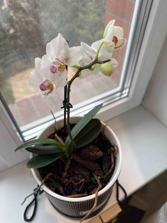 Продам орхидеи