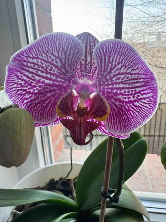 Продам орхидеи