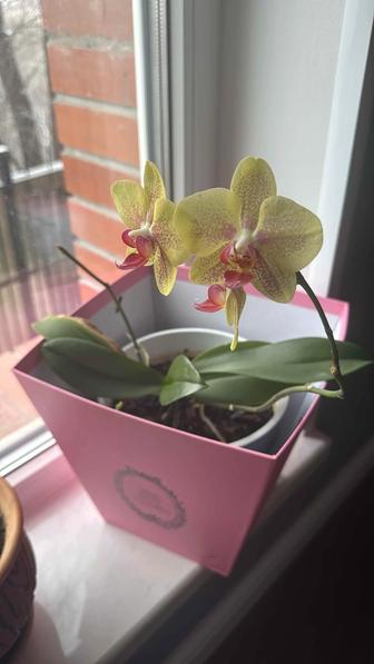 Продам орхидеи