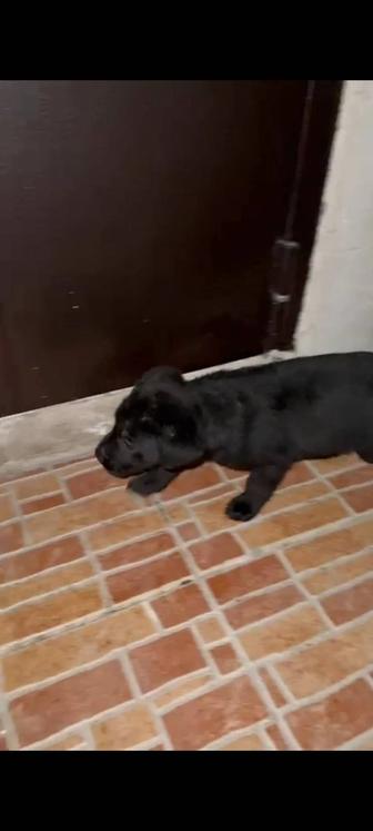 Щенок лабрадора, почти 2 месяца