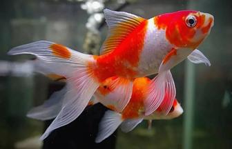 Рыбки аквариумные Кометы