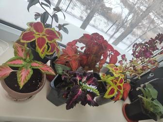 Колеусы сортовые