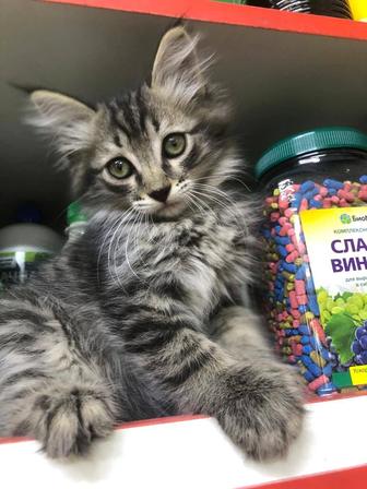 Котенок ищет дом
