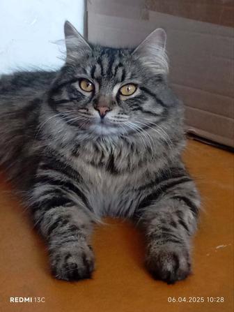Кошка и котята Породистый Мейнкун и Вислоухие смешанный