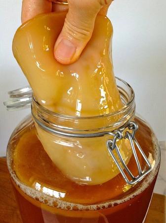 Чайный гриб (комбуча)