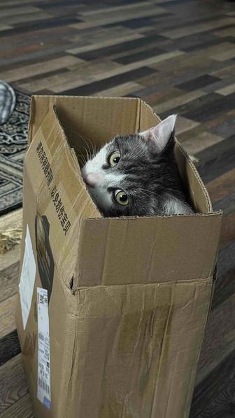 Отдаю кота в добрые руки