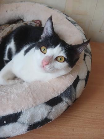 Кошечка подросток Милана