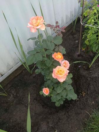 Розы. Не копанные кусты прямо из сада. Шаляпина