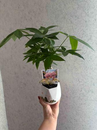 Продам комнатное растение Пахира
