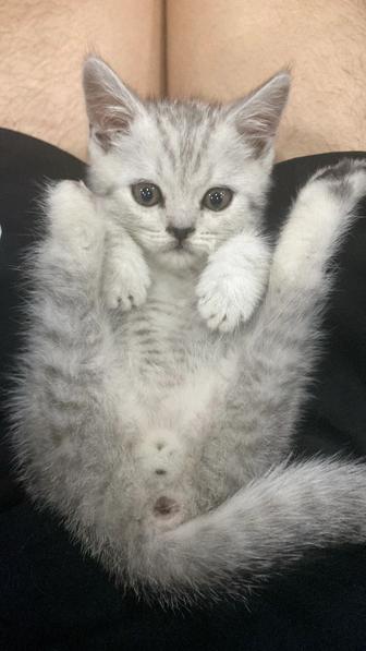 Породистого котенка в добрые руки