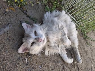 Кот ищет дом!