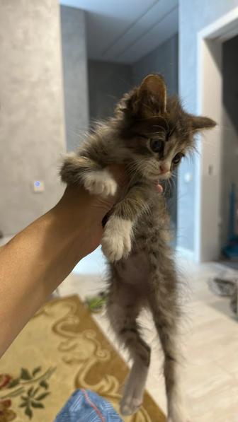 Котенок