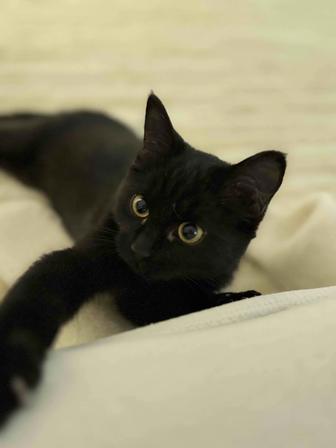 Отдам котенка в добрые, заботливые руки