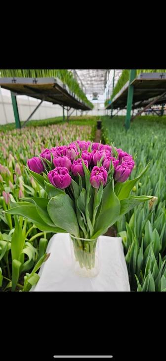Тюльпаны Оптом и Розница