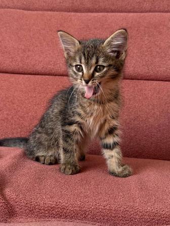 отдадим котенка в добрые руки!
