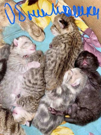 Котята британчики