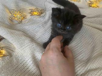 Котята британчики