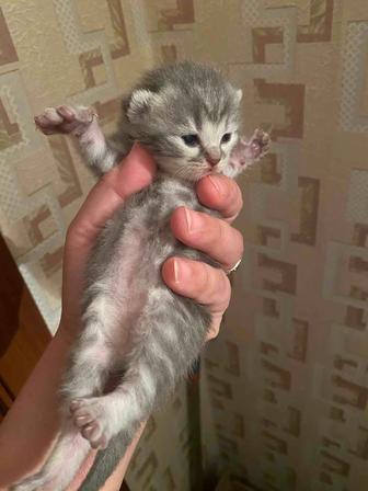 Котята британчики