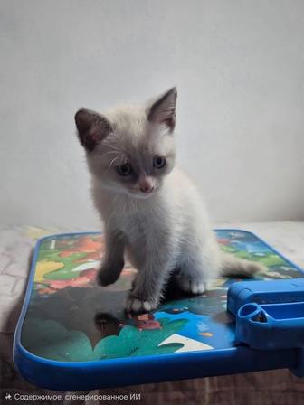 Отдам котят в хорошие добрые руки