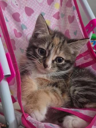 Отдам котят в хорошие добрые руки