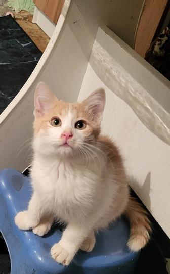 Котенок в семью