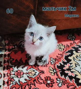 Котеное в дар