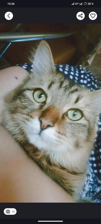 Кот в хорошие руки