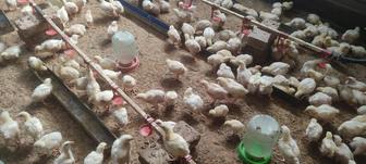 Продам бройлерных цыплят