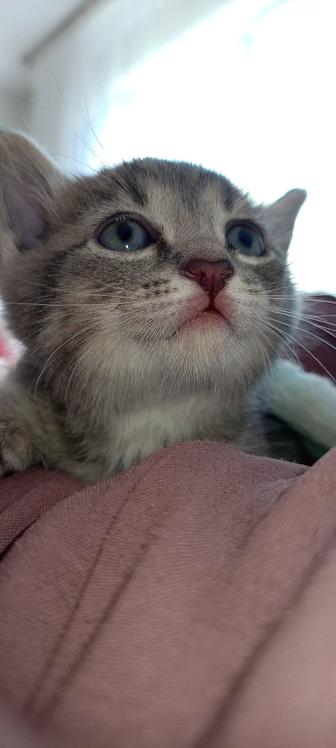 Отдам в добрые руки котенка девочку