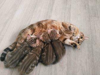 Котята скоттиш страйт
