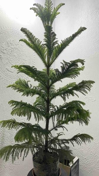 Араукария комнатная елка