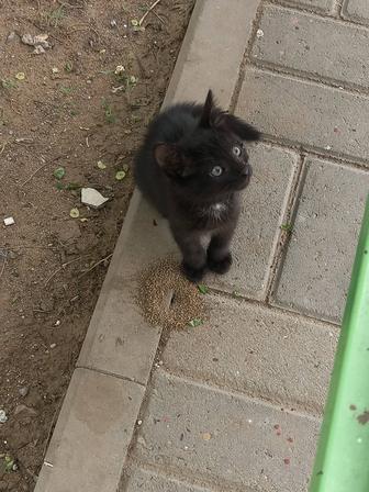 Отдам срочно котенка