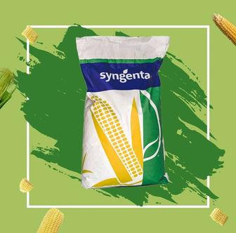 Семена кукурузы Производство Syngenta. ,Си Андромеда Фао 550