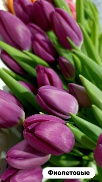 Тюльпаны