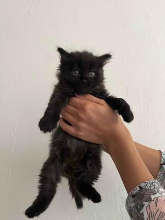 Отдам котят в хорошие руки