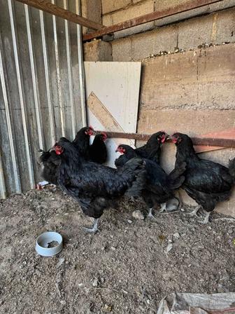 джерски гигант куры