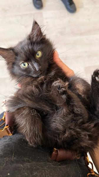 Котенок ищет дом