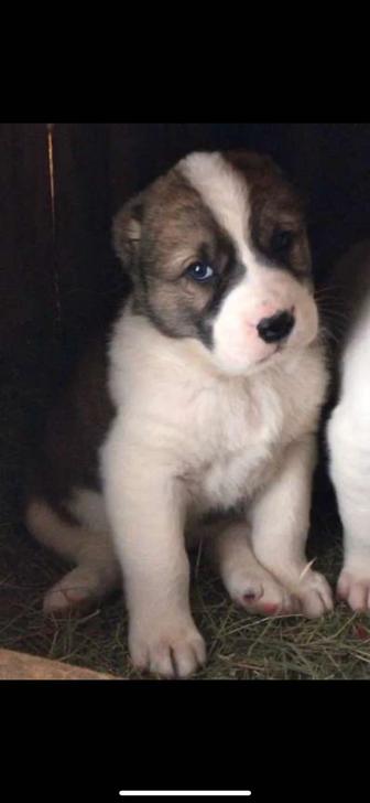 Щенок Алабая