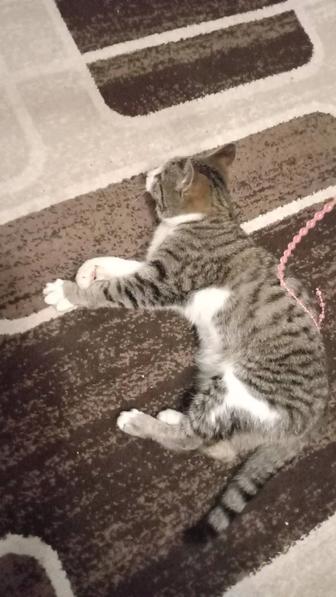 Котик в добрые руки