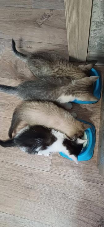 Отдам котят