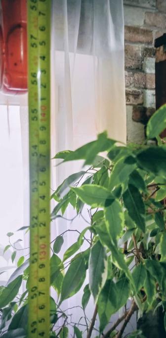 Продам комнатное растение фикус Бенджамина 140см