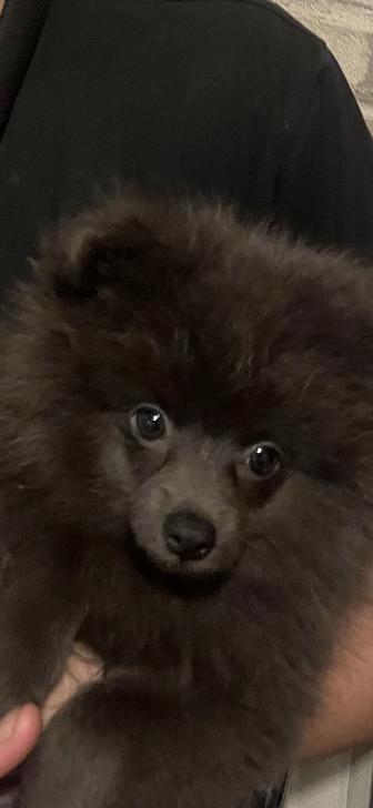 Шпиц собака