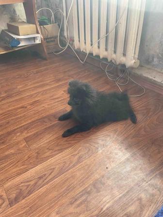 Шпиц собака